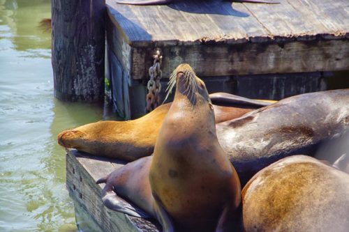 pier 39