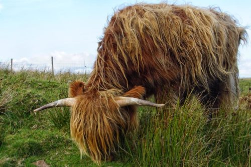 heeland coo