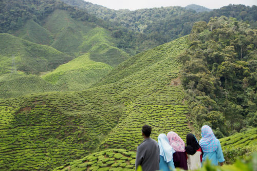 Cameron Highlands tea plantation