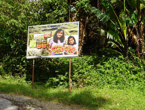 Cameron highlands strawberry farm