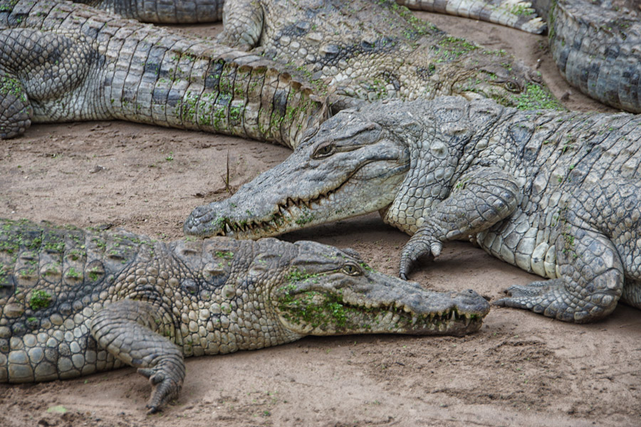Kachikally crocodile park Gambia
