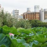 Shinobazu pond
