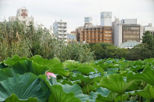 Shinobazu pond