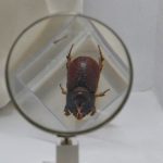 miniature on beetle