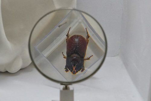 miniature on beetle