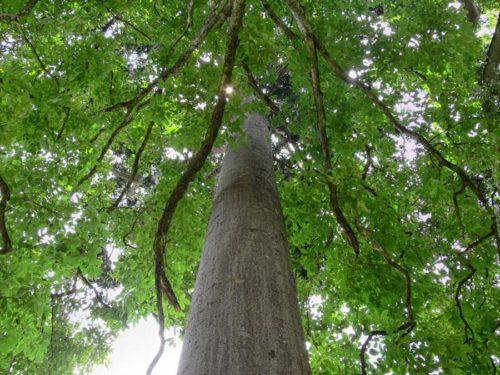 giant tree