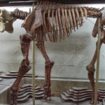 Bones in museum