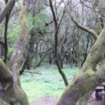 laurel forest