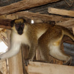 Gambian monkey