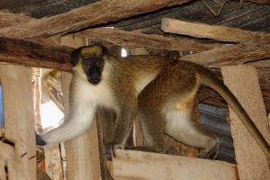 Gambian monkey
