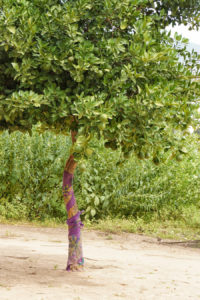 Tree in Gambian country side